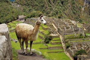 Duchowa-tradycja-Inków.-Peru-Machu-Picchu-11.2017.-Fot.-Maciej-Załuski-1406